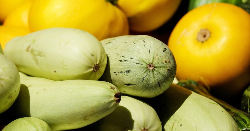 Gratin de courgettes et chèvre végétarien : le plat fondant qui régale